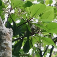 Badula barthesia. bois de savon.bois de pintade.primulaceae.endémique Réunion. (1).jpeg
